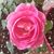 Lynette Rivas's profile image