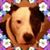 Ryan Rebecca Dorazio's profile image