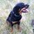 Linx Alexanderson's profile image