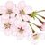 Vicki Millholland Hawkins's profile image
