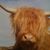 Ruth Gilleo's profile image