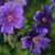 Tracie Patz's profile image