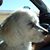 Cheryl Pflugrad's profile image