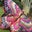 Elodie Phibel's profile image