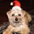 Susan Bowers's profile image