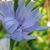 Amy L Vallimont's profile image