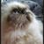 Ruth Stacey Ruggirello's profile image