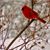 Julie Arnold Lisnet's profile image