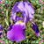 Chelle Majjasie's profile image