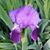 Lori Bolton's profile image