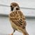 Marea Sankey Sweeten's profile image