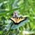 Tammy Floyd Swaringen's profile image