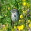 Carol Goldstein's profile image