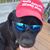 Dave Balogh's profile image