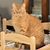 Cheryl McGuire-Diltz's profile image
