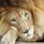 Carol M Duffie's profile image