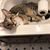 Renee Wenzel's profile image