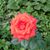 June McBride's profile image
