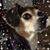 Karen Whitaker Oak's profile image