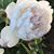 Ann Lyman Johnson's profile image