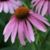 Rose Gehringer's profile image