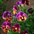 Nancy Benson Royal's profile image