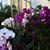 Sue Hammans's profile image