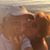 Lorelei Williams's profile image