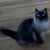 Jodi Albright's profile image