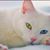 Christine Webb Towery's profile image