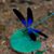Marie Williamson's profile image
