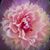 MaryJane Spirk's profile image