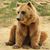 Shannon Oso's profile image