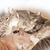 Debbie Caponigro Kahn's profile image