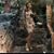 Isabel Rave's profile image