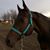 Misty Camille Hobbs's profile image