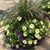 Janice DeDominicis Sarver's profile image