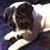 Julia Stacy Cook's profile image