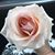 Rhonda Graham Yost's profile image