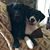 Susan Antal Shafer's profile image