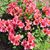 Karen Pemberton Melton's profile image