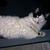 Nicole Lynn Gafford's profile image