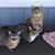 Laura Kelly Warnecke's profile image