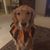 Deb Van Dyke Witham's profile image