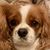 Tricia Lang Smith's profile image