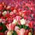 Debi Cornell's profile image