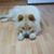 Siu Luo's profile image