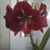 Velia Richards's profile image
