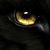 Wolf Cole's profile image