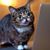 Richard Leach-Steffens's profile image
